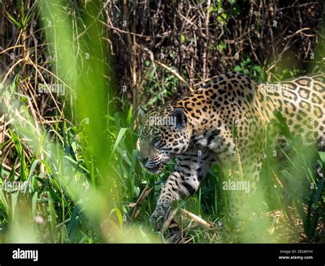  The Untamed Jaguar! Exploring Brazilian Folklore through a Ferocious Fable